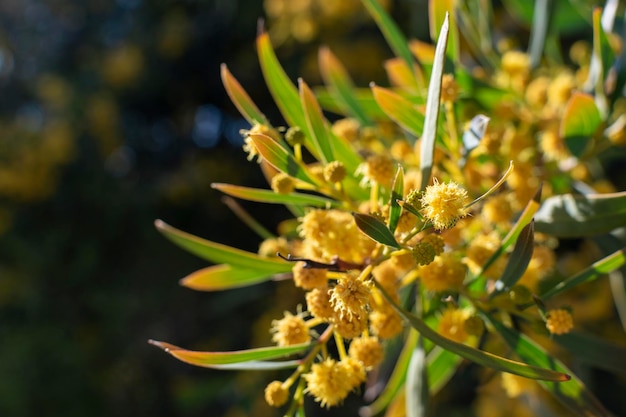 Detalhe da planta Acacia Retinodes