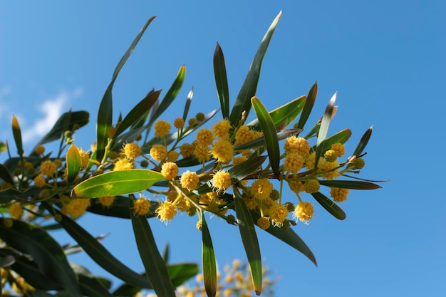 Detalhe da planta Acacia Retinodes