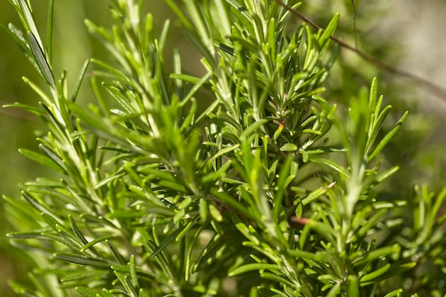 Detalhe da planta de alecrim, uma famosa especiaria usada na culinária durante o cultivo.