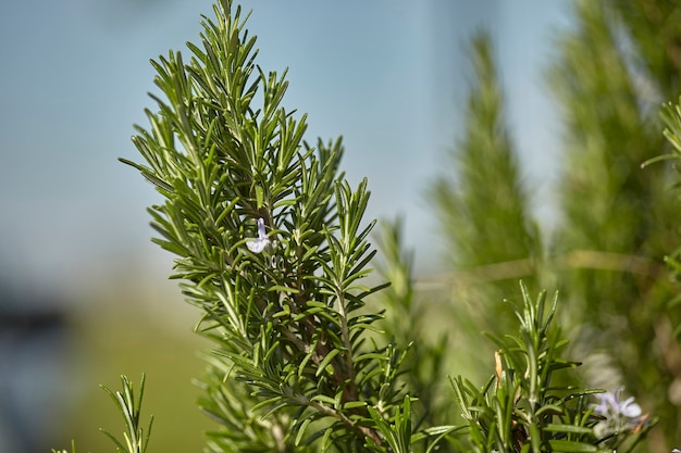 Detalhe da planta de alecrim, uma famosa especiaria usada na culinária durante o cultivo.