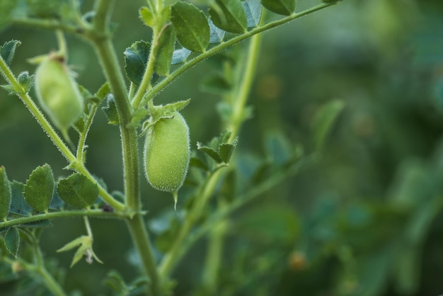 Detalhe da planta de grão de bico com espaço de cópia