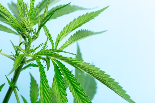 Detalhe da planta de maconha cannabis