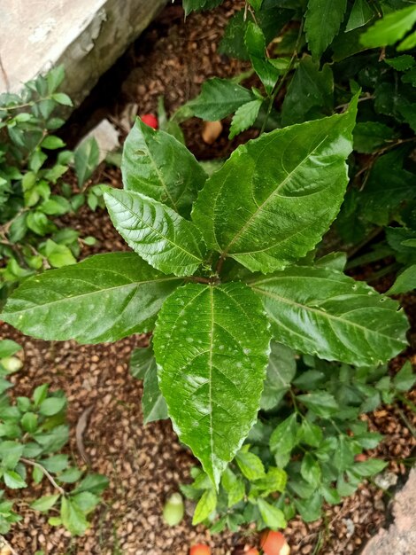 Foto detalhe da planta de maracujá