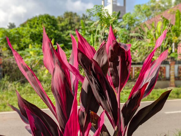 Detalhe da planta rosa fruticosa cordyline