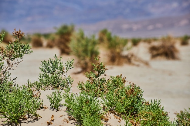 Detalhe da planta verde no deserto arenoso Devils Cornfield
