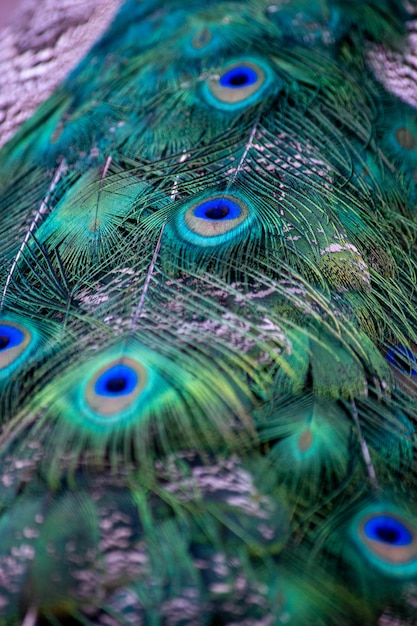 Detalhe da plumagem colorida de um pavão