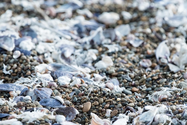 Detalhe da praia de conchas e areia