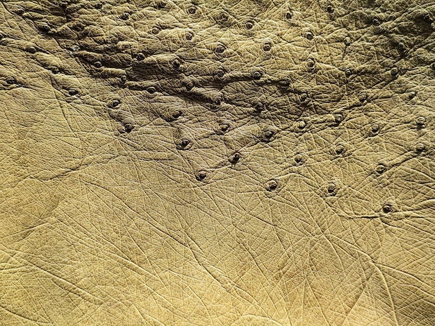Detalhe da textura da pele de avestruz