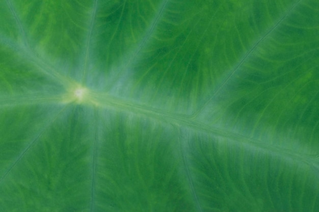 Foto detalhe da textura da planta da folha, plano de fundo