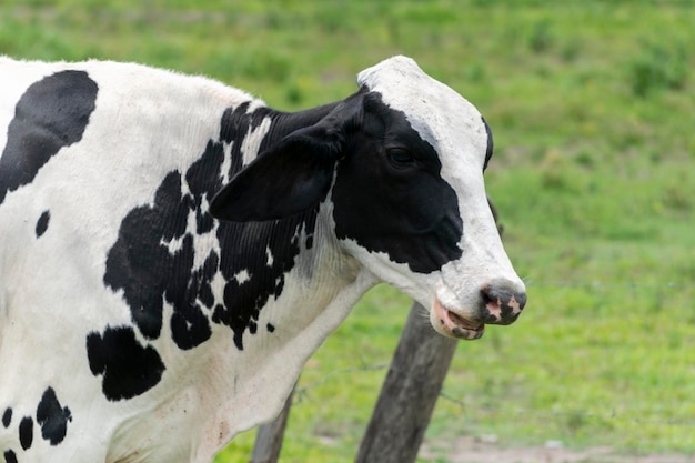 Detalhe da vaca manchada no pasto