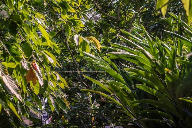 Detalhe da vegetação tropical na República Dominicana