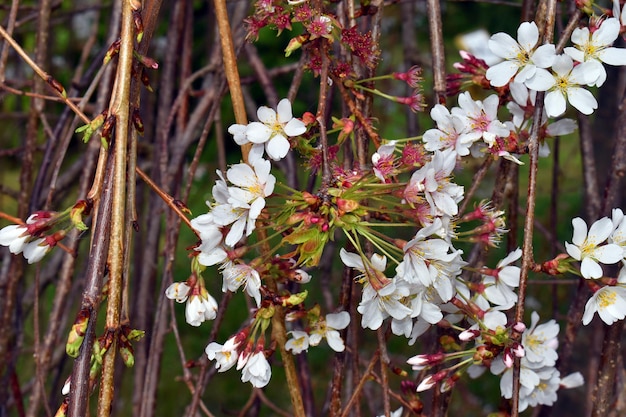 Detalhe das flores da cereja invernal Prunus subhirtella É uma espécie utilizada em jardinagem