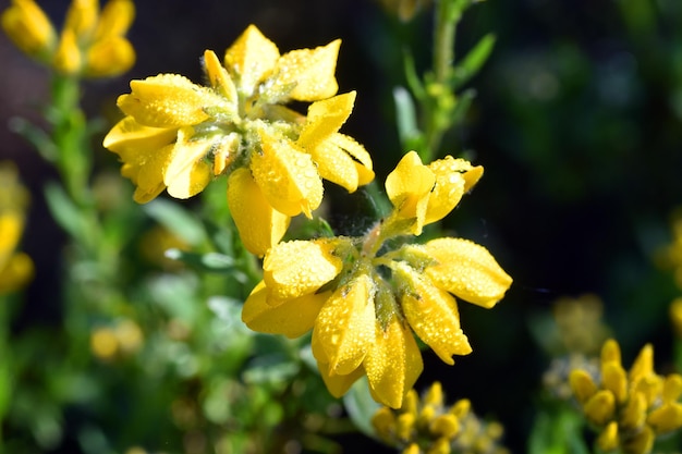 Detalhe das flores do tojo espanhol Genista hispanica