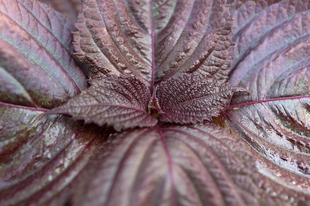 detalhe das folhas da planta shiso. Planta japonesa de alto valor gastronômico e medicinal