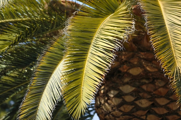 Detalhe das folhas verdes da palmeira