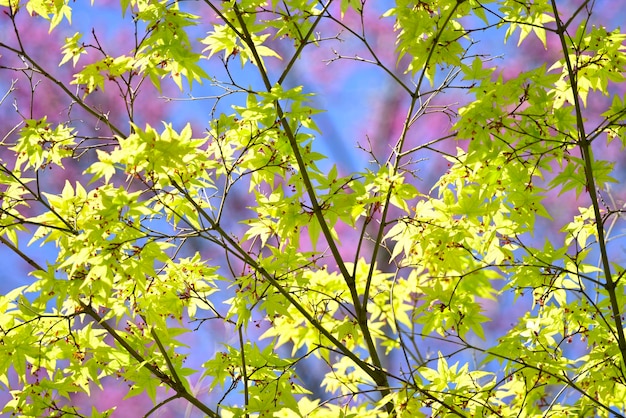 Detalhe das folhas verdes e vermelhas da árvore de bordo japonesa na flor da primavera
