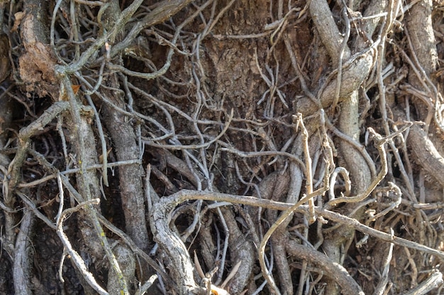 Detalhe das raízes e galhos de uma planta trepadeira