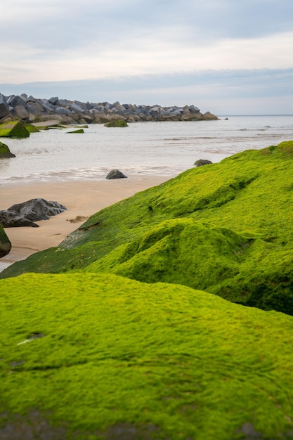 Detalhe das rochas verdes na praia de zurriola, na cidade de san sebastian basque country