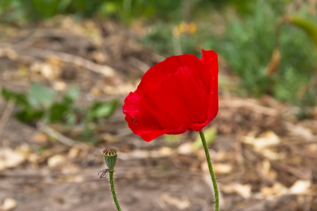 Detalhe, de, a, vermelho, papoula, floret, em, a, primavera