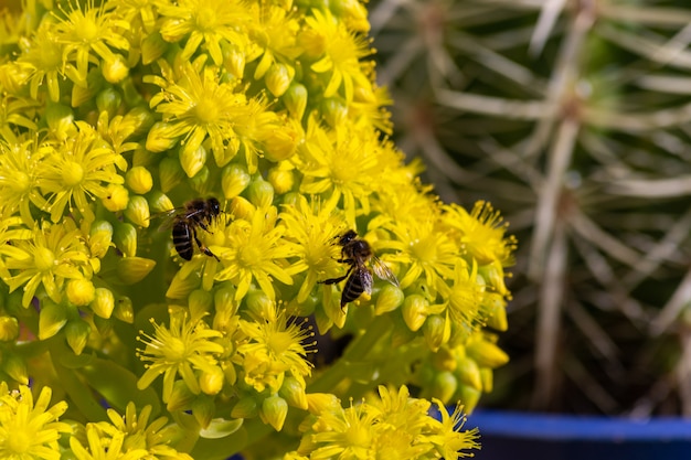 Detalhe de abelha européia ou ocidental do mel que poliniza em flores amarelas com luz solar morna na tarde da mola. abelhas trabalhando em flores de flor amarela e verde. conceito de mudança climática. alergia a pólen.