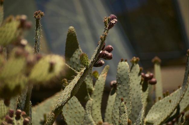 Foto detalhe de alguns cactos em que os detalhes e detalhes das agulhas são bem visíveis.