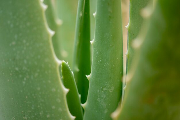 Detalhe de aloe vera