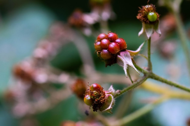 Detalhe de amoras rubus ulmifolius em diferentes pontos de maturação