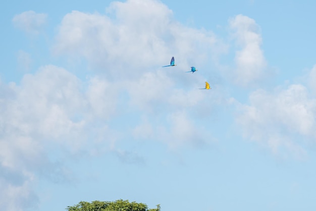 Detalhe de araras de belas araras-canindé voando no céu azul no foco seletivo do Brasil