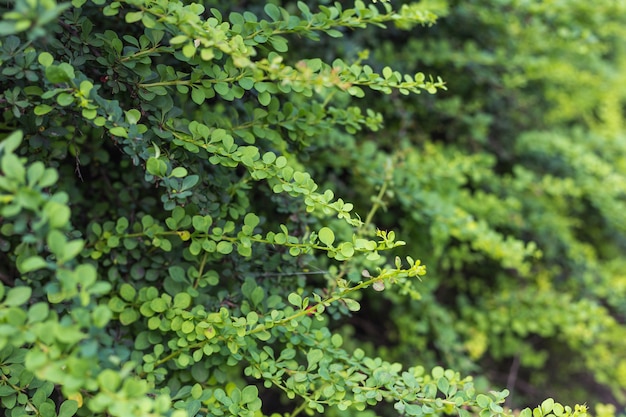 Detalhe de arbusto verde buxus sempervirens, ramos com folhas