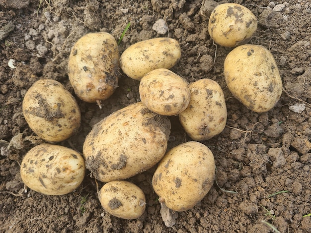 Detalhe de batatas orgânicas frescas no campo