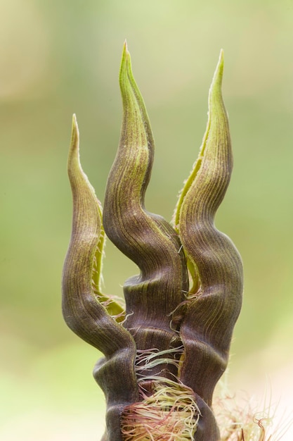 Foto detalhe de broto de bambu