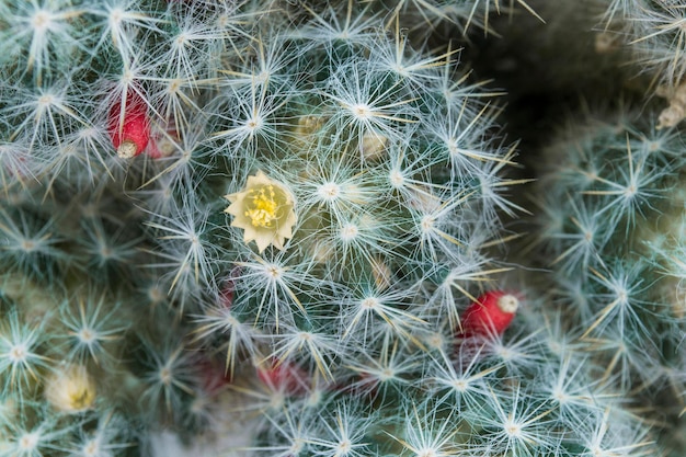 Detalhe de cacto florescendo