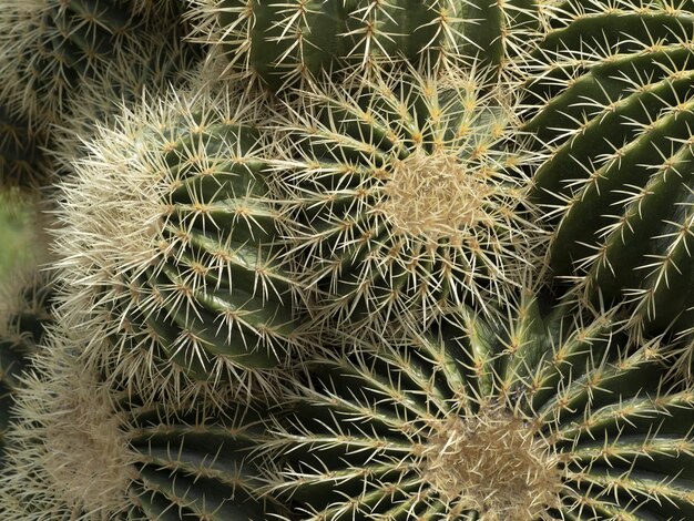 Detalhe de cactus em close