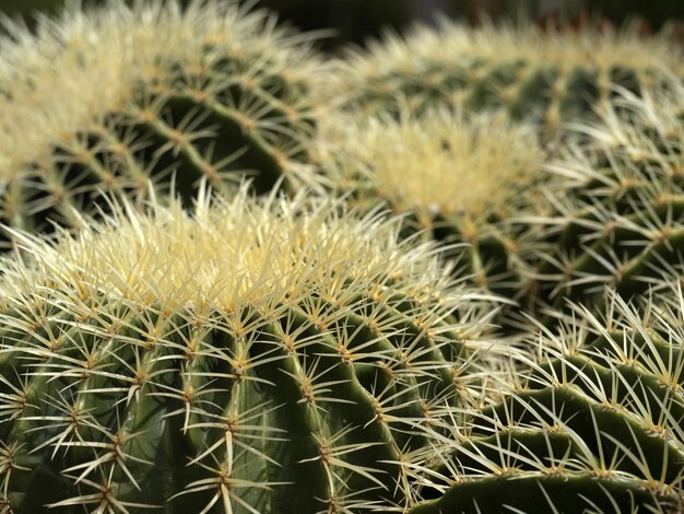 Detalhe de cactus em close