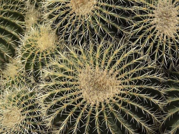 Detalhe de cactus em close