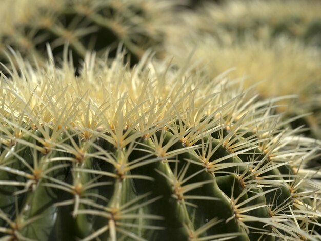 Detalhe de cactus em close