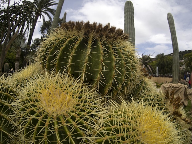 Detalhe de cactus em close