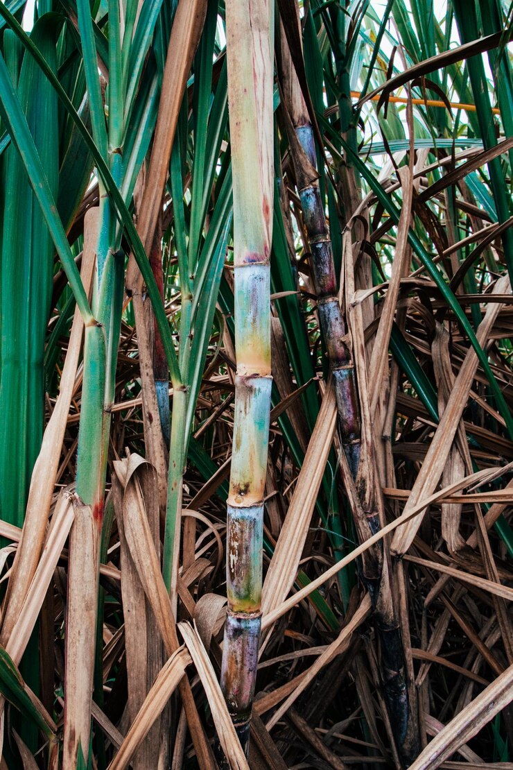 Foto detalhe de cana-de-açúcar