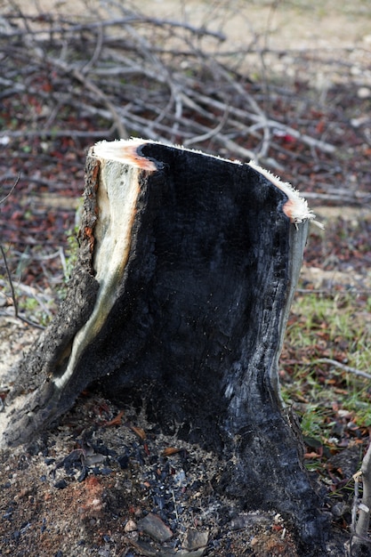 Detalhe de carvão de madeira queimada floresta após desastre de fogo