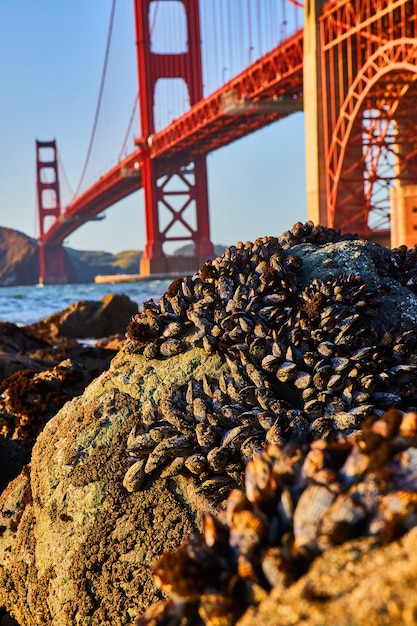 Detalhe de centenas de mexilhões nas rochas ao lado da ponte Golden Gate ao pôr do sol