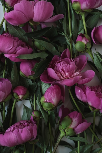 Detalhe de delicadas e elegantes flores de peônia rosa