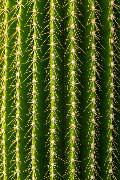 Detalhe de espinhos em cactos