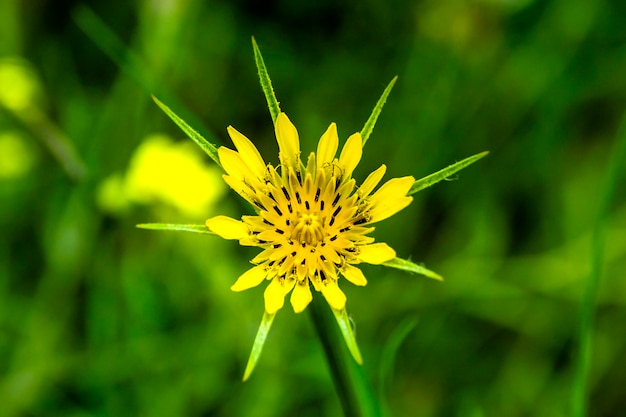 Detalhe de flor amarela com pontas no caule da montanha.