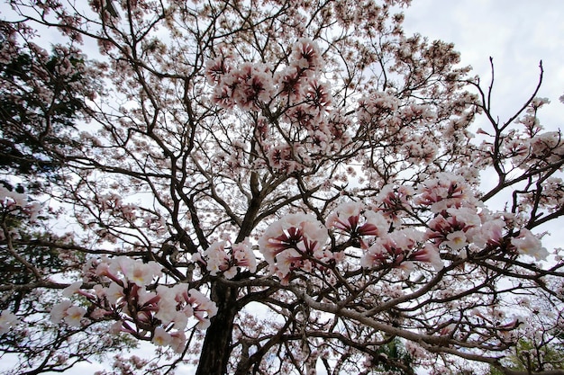Detalhe de flor de ipê branco com céu claro