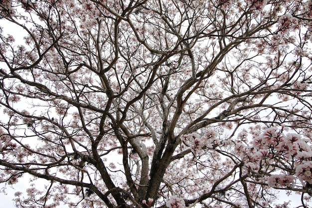 Foto detalhe de flor de ipê branco com céu claro