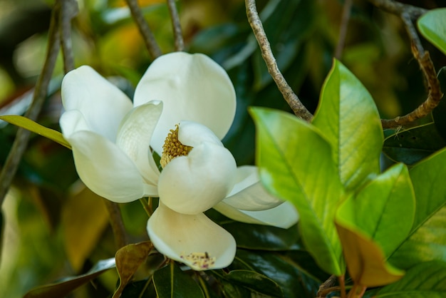 Detalhe de flor de magnólia na primavera em um dia ensolarado