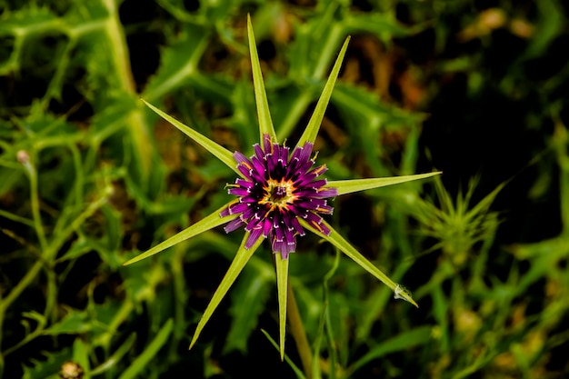 Detalhe de flor roxa com pontas no caule da montanha.