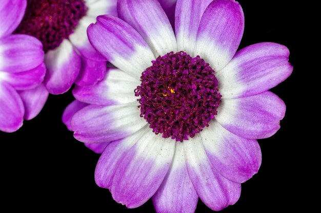 Detalhe de flor roxa