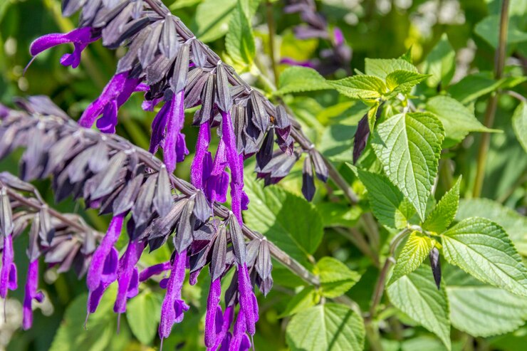 Foto detalhe de flor violeta