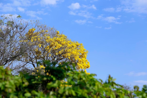 Foto detalhe de floração amarela com céu azul